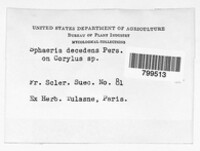 Diaporthe decedens image